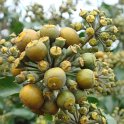 Hedera helix 'Arborescens' fruit